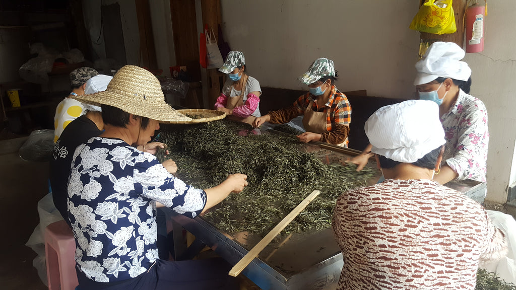 From Farm to Cup: White Tea Process Revealed