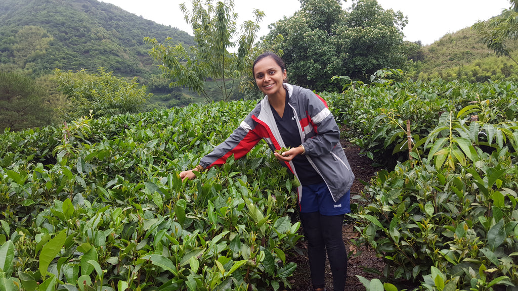 Zhenghe, Fujian Part II: My Day at the Tea Farm